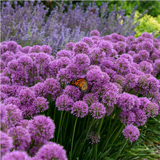 Allium-Serendipity-photo-credit-Proven-Winners Allium-Serendipity-photo-credit-Proven-Winners