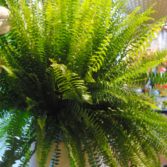 Boston-Fern-Pet-Safe-Houseplant-Heydens-Gardens-Cedarburg-WI