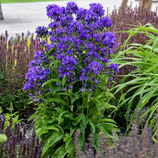 Campanula-Bells-and-Whistles-Photo-Credit-Proven-Winners Campanula-Bells-and-Whistles-Photo-Credit-Proven-Winners