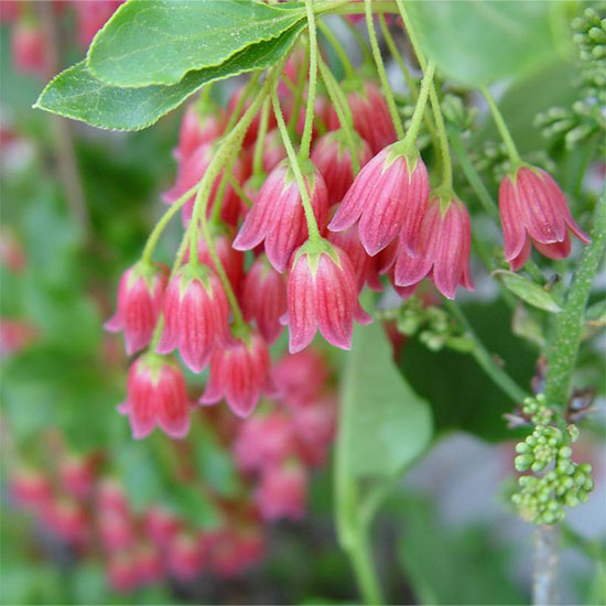 Enkianthus-Showy-Lanterns-photo-credit-Prides-Corner-Farms