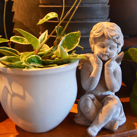 Hoya-Pet-Safe-Houseplant-Heydens-Gardens-Cedarburg-WI