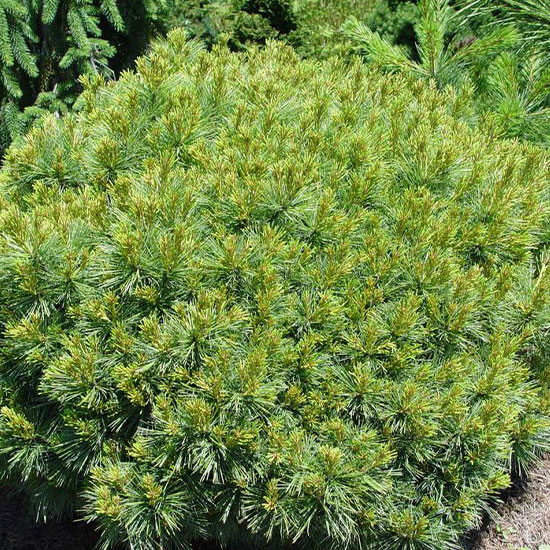 Pinus-strobus-Soft-Touch-photo-credit-Pride-Corner-Farms